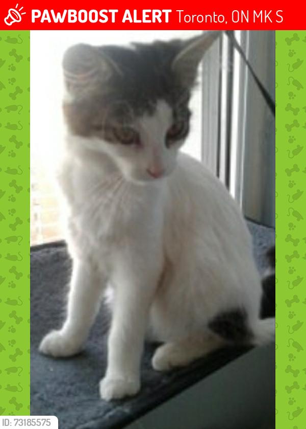 Lost Female Cat last seen Mozart ave and Bertrand ave, Toronto, ON M1K 2S4
