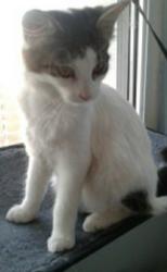 Lost Female Cat last seen Mozart ave and Bertrand ave, Toronto, ON M1K 2S4