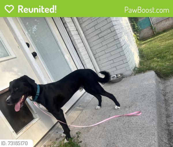 Reunited Male Dog last seen McCoy and Harrison in the creek, Watauga, TX 76148
