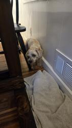 Found/Stray Female Dog last seen Cty c, Saint Paul, MN 55109