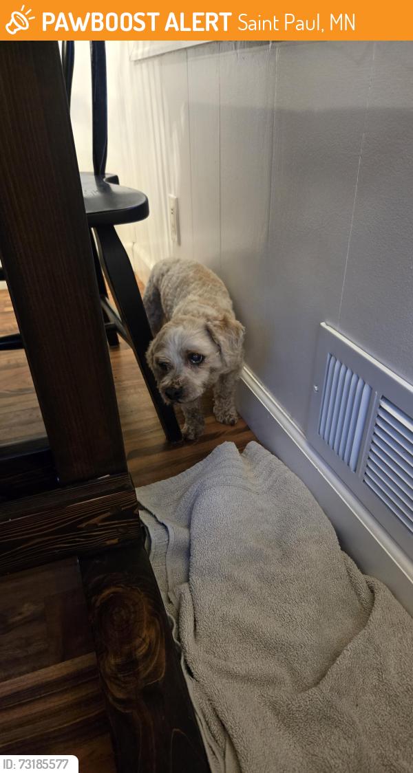 Found/Stray Female Dog last seen Cty c, Saint Paul, MN 55109