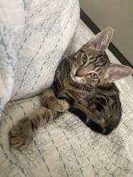 Reunited Male Cat last seen The Willows, Henderson, NV 89011
