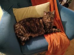 Reunited Male Cat last seen Upland St/Pakachoag Golf Course, Auburn, MA 01501
