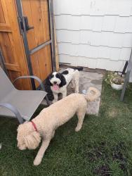 Reunited Unknown Dog last seen Near pinedale elementary school, Rapid City, SD 57702