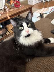 Reunited Male Cat last seen Near Nature Park Dr, North Las Vegas, NV 89084, USA, North Las Vegas, NV 89084
