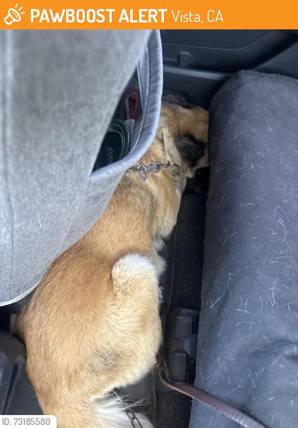 Found/Stray Female Dog last seen Stiles crt and highland, Vista, CA 92083