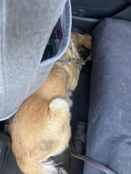 Found/Stray Female Dog last seen Stiles crt and highland, Vista, CA 92083