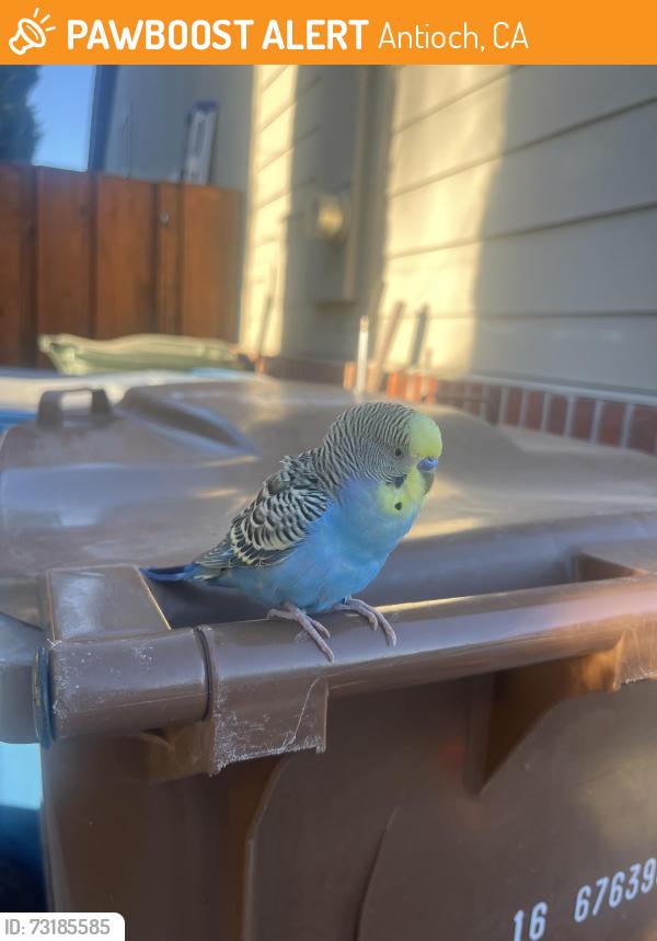 Found/Stray Unknown Bird last seen Wildflower, Antioch, CA 94531
