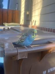 Found/Stray Unknown Bird last seen Wildflower, Antioch, CA 94531