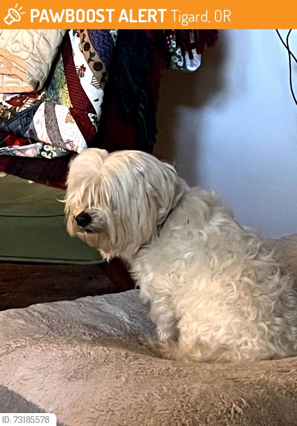 Found/Stray Male Dog last seen SW 85th and Spruce, Tigard, OR 97223