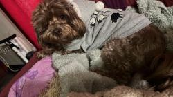 Reunited Male Dog last seen Via Sun paseo Hermoso, Palmdale, CA 93551