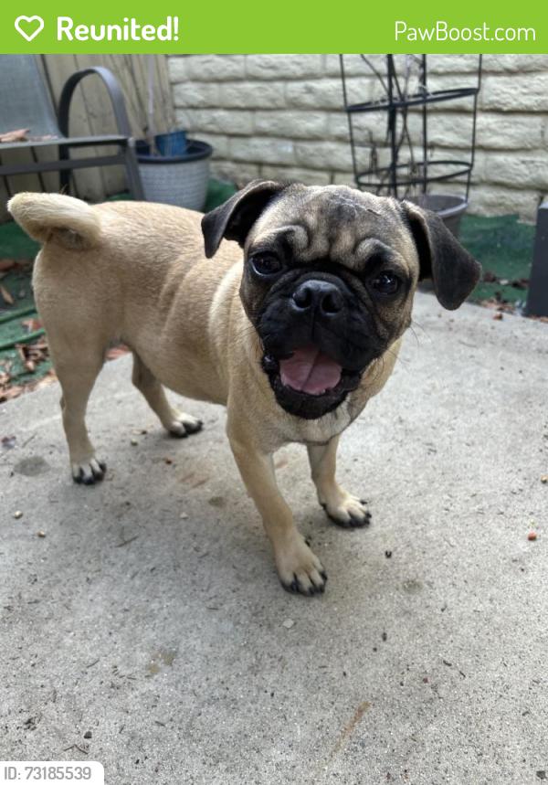 Reunited Male Dog last seen W 5th Ave, Escondido, CA 92025, USA, Escondido, CA 92025