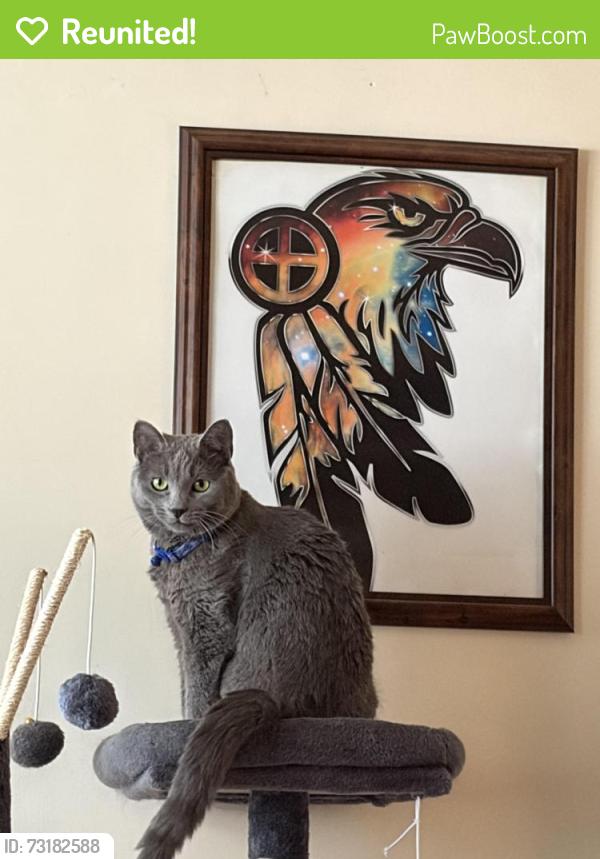 Reunited Female Cat last seen Near Anne Ave Brockton MA, Brockton, MA 02301