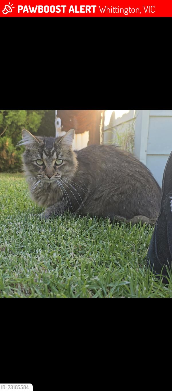 Lost Female Cat last seen Solar drive, Whittington, VIC 3219
