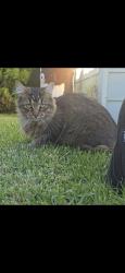 Lost Female Cat last seen Solar drive, Whittington, VIC 3219