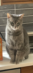 Lost Male Cat last seen Glengarry and Torrington, Canton Township, MI 48188