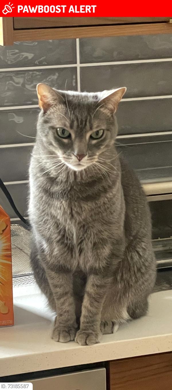 Lost Male Cat last seen Glengarry and Torrington, Canton Township, MI 48188