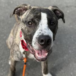 Shelter Stray Male Dog last seen Near BLOCK SE 177TH ST, RENTON WA 98058, 21615 64th Ave S, Kent, WA 98032, USA