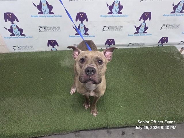 Shelter Stray Female Dog last seen , 2769 Conroy Rd, Orlando, FL 32839, USA