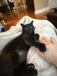 Reunited Male Cat last seen Near S Rosebury Ave, Clayton, MO 63105, USA, Clayton, MO 63105