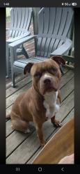 Reunited Male Dog last seen Town line road sussex wisconsin, Sussex, WI 53089