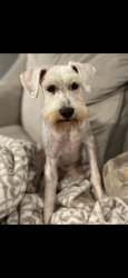 Lost Male Dog last seen Bassett Lm, San Antonio, TX 78231