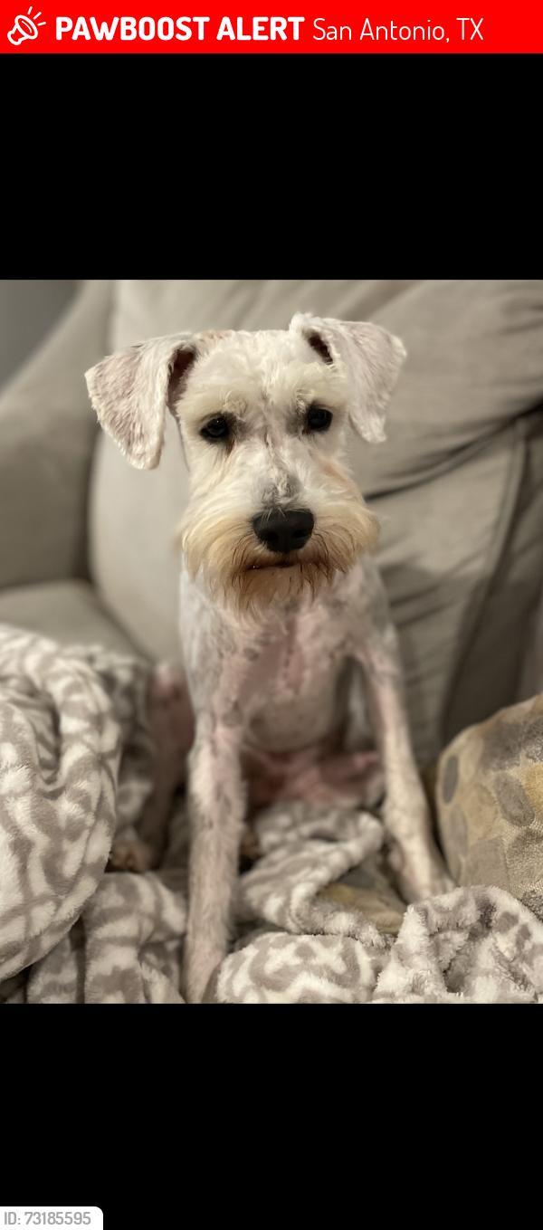 Lost Male Dog last seen Bassett Lm, San Antonio, TX 78231