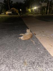 Found/Stray Unknown Cat last seen milo park, Columbus, OH 43201