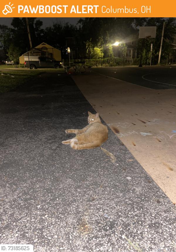 Found/Stray Unknown Cat last seen milo park, Columbus, OH 43201