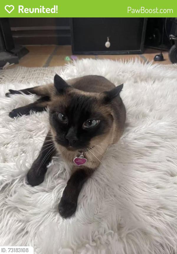Reunited Female Cat last seen we live in between greenwood and linden on 80th street, Seattle, WA 98103