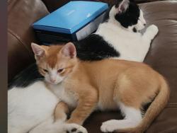Lost Female Cat last seen Near e 23rd st Des Moines, Des Moines, IA 50317