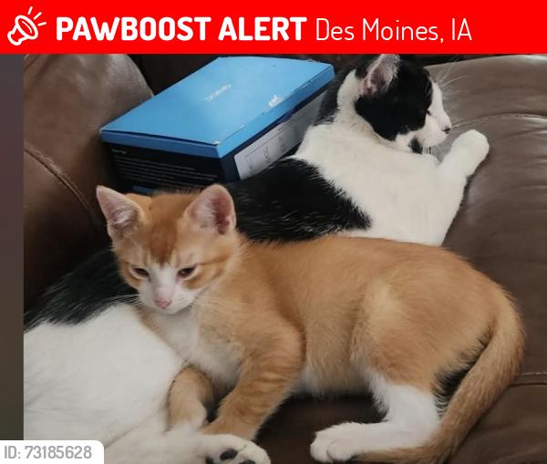 Lost Female Cat last seen Near e 23rd st Des Moines, Des Moines, IA 50317