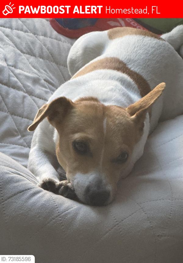 Lost Male Dog last seen Near sw 258th ln, Homestead, FL 33030