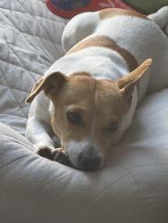 Lost Male Dog last seen Near sw 258th ln, Homestead, FL 33030
