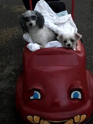 Lost Female Dog last seen Vim dr, Louisville, KY 40213