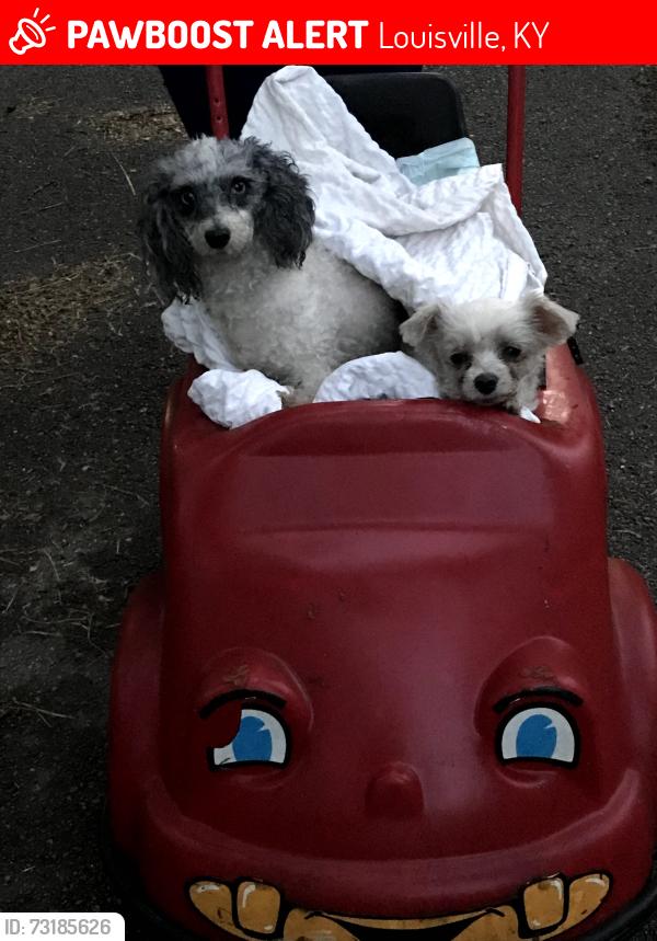 Lost Female Dog last seen Vim dr, Louisville, KY 40213