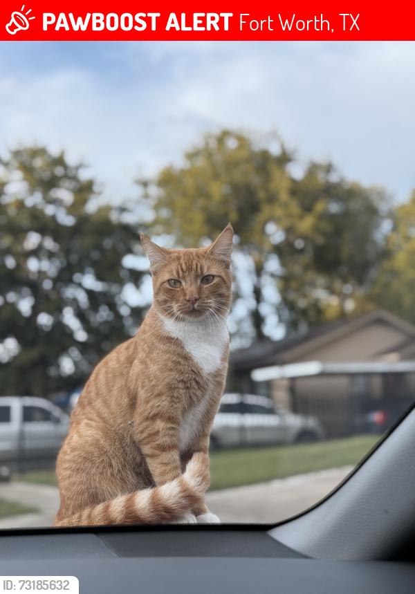 Lost Female Cat last seen Na, Fort Worth, TX 76106