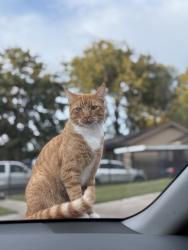 Lost Female Cat last seen Na, Fort Worth, TX 76106
