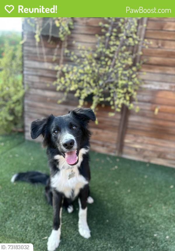Reunited Male Dog last seen Mountain Ave- riverside dr, Chino, CA 91710