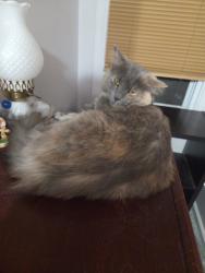 Reunited Female Cat last seen Leighton Ave, Boardman, OH 44512