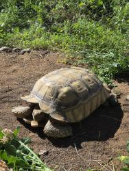 Lost Male Reptile last seen WALNUT ST PERRIS CA 92570, Meadowbrook, CA 92570