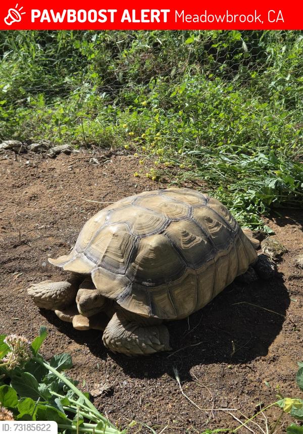Lost Male Reptile last seen WALNUT ST PERRIS CA 92570, Meadowbrook, CA 92570