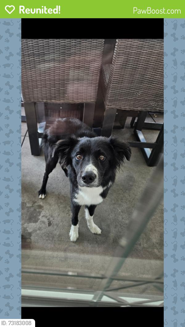 Reunited Male Dog last seen Riverside dr and mountain Ave, Chino, CA 91708