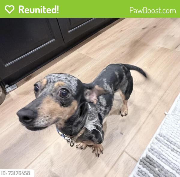 Reunited Female Dog last seen Mavera, Montgomery County, TX 77302