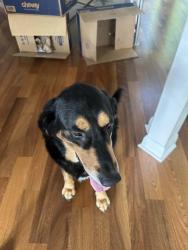 Lost Male Dog last seen Noll valley Road, and Ice age Verona wi, Verona, WI 53593