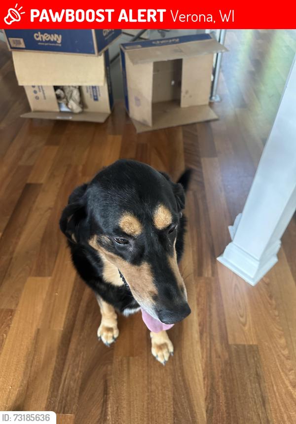 Lost Male Dog last seen Noll valley Road, and Ice age Verona wi, Verona, WI 53593