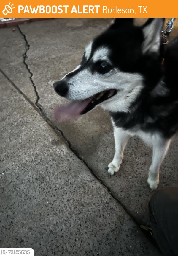 Found/Stray Male Dog last seen Hughes Middle School, Burleson, TX 76028