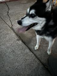 Found/Stray Male Dog last seen Hughes Middle School, Burleson, TX 76028