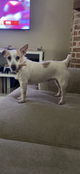 Lost Female Dog last seen Lafitte Street/McNamara/Dollar General Mandeville, Mandeville, LA 70448