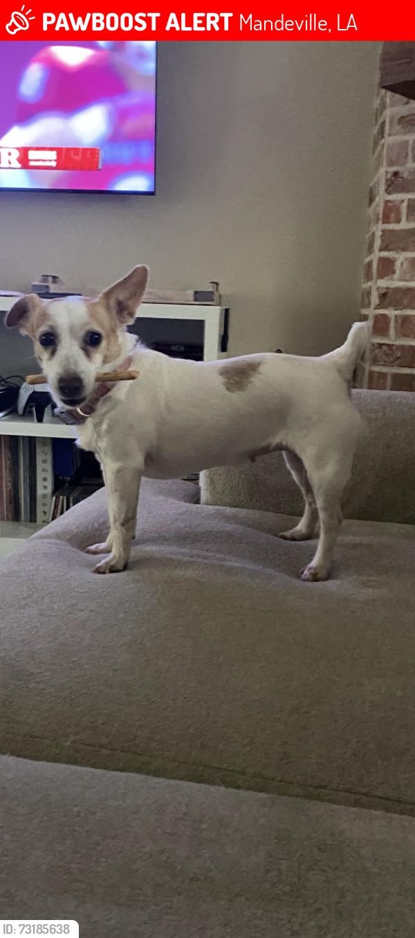Lost Female Dog last seen Lafitte Street/McNamara/Dollar General Mandeville, Mandeville, LA 70448